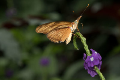 Butterfly Conservatory D211001 207 www.jpg