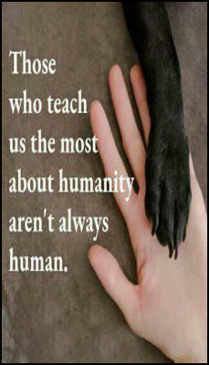 animals - v - those who teach us.jpg