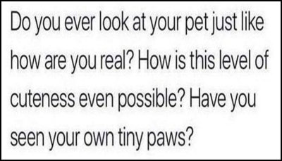 animals - do you ever look at your pet.jpg