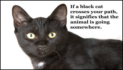 animals - if a black cat crosses.jpg