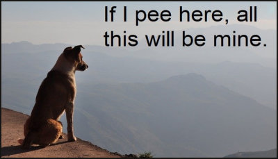animals - if I pee here.jpg