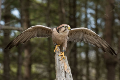 Canadian Raptor D220409 1146 www.jpg