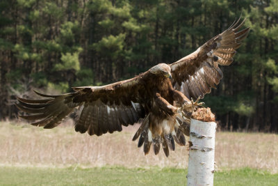 Canadian Raptor D220410 1049 www.jpg