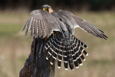 Canadian Raptor D220410 1878 www.jpg