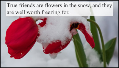 friends - true friends are flowers.jpg