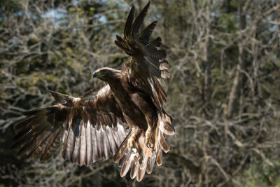 Canadian Raptors D220506 0807 www.jpg