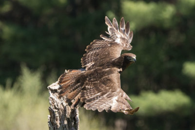 Canadian Raptors D220507 0499 www.jpg