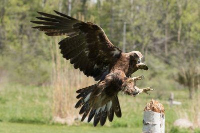 Canadian Raptors D220507 0587 www.jpg