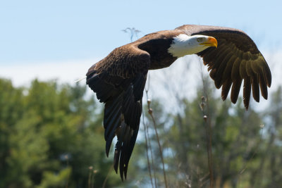 Canadian Raptors D220507 0920 www.jpg