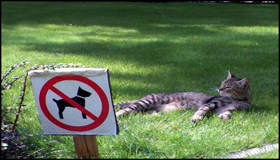 animals - no dogs allowed.jpg