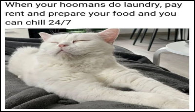 animals - when your hoomans do.jpg