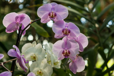 Flowers/Plants