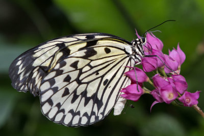 Butterfly-Conservatory-D220813-287-www.jpg