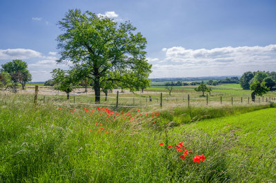 The Fields between Bad Homburg and Friedrichsdorf (Spring 2021)