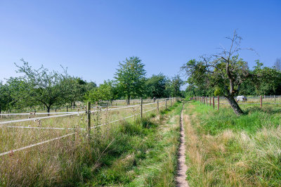 The Fields between Bad Homburg and Friedrichsdorf (Summer 2021)
