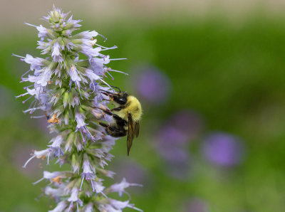 Bumble Bee on Hyssop