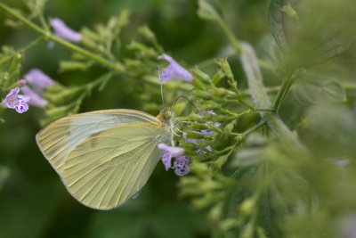 Cabbage White Butterfly on Catmint
