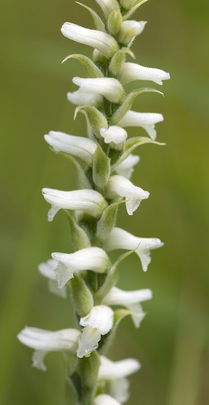 Spiranthes incurva