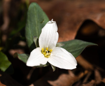 Trillium nivale