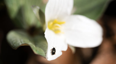 Trillium nivale Beetle