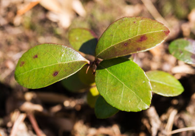 Teaberry (Gaultheria procumbens)