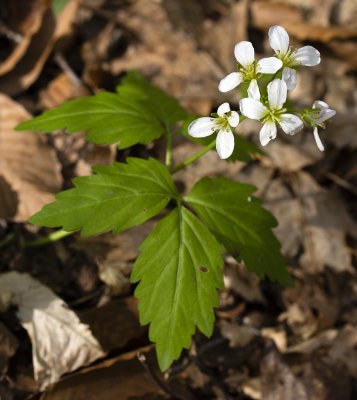 Two-Leaved Toothwort (Cardamine diphylla)
