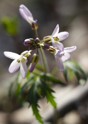 Cutleaf Toothwort (Cardamine concatenata)
