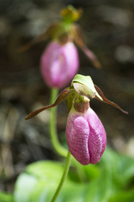 Pink Lady's Slipper (Cypripedium acaule) 