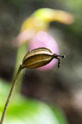 Pink Lady's Slipper Seed Pod (Cypripedium acaule) 