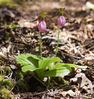 Pink Lady's Slipper (Cypripedium acaule) 