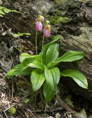 Pink Lady's Slipper (Cypripedium acaule) 