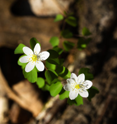 Rue Anenome (Thalictrum thalictroides)