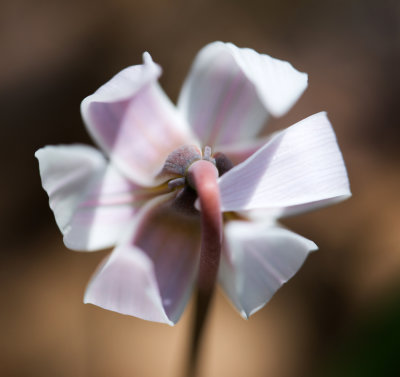 White Trout Lily (Erythronium albidum)