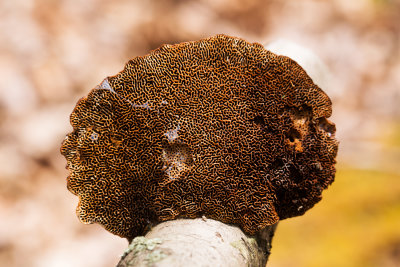 DSC_9989.jpg