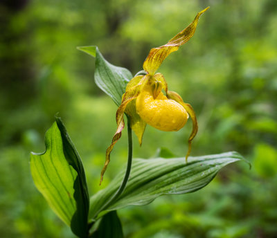 Large Yellow Lady's Slipper (Cypripedium parviflorum)