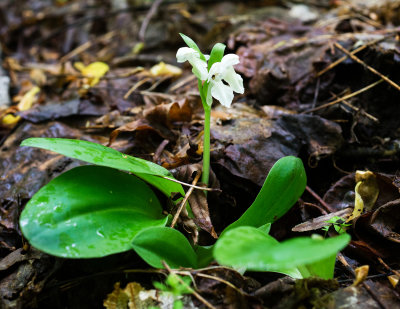 Albino Showy Orchis (Galearis spectabilis)