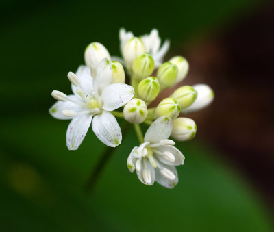White Clintonia (Clintonia umbellulata)