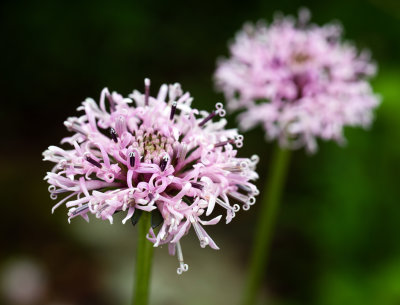 Barbara's Buttons (Marshallia pulchra)