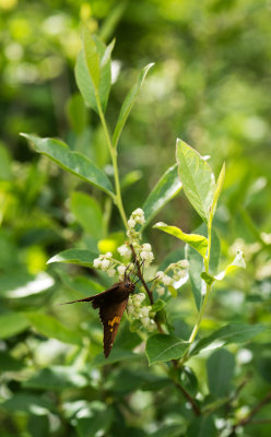 Maleberry (Lyonia ligustrina)