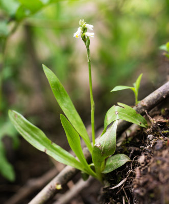 Spiranthes lucida