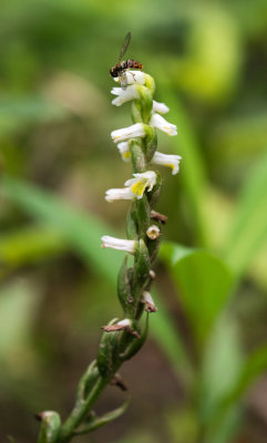 Spiranthes lucida
