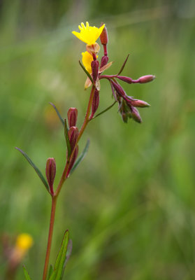 DSC_4451sss.jpg