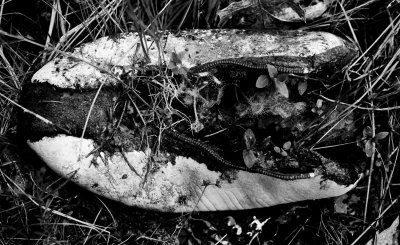 DSC_4510bw_small.jpg