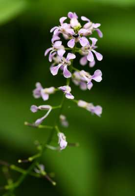 DSC_3612ddd.jpg