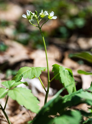 Cardamine