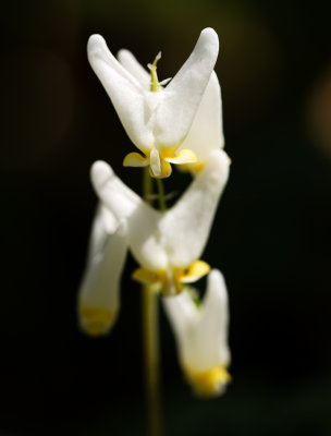 DSC_1437web.jpg