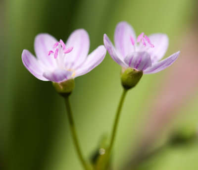 DSC_1457vvv.jpg