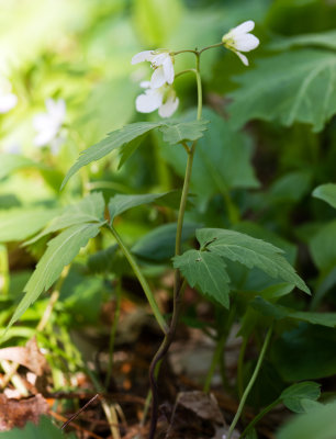 Cardamine