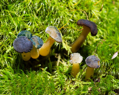 DSC_6299tt.jpg