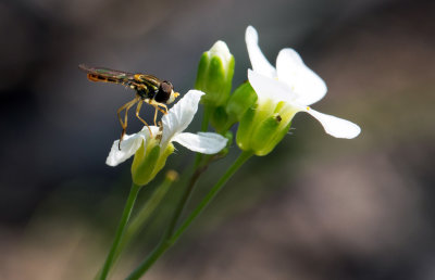 Lyre-Leaved Rockcress (Arabidopsis lyrata)